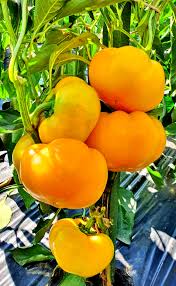 GOLDEN TAMARA Sweet Pepper