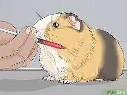 How To Treat Abscesses In Guinea Pigs 12 Steps With Pictures