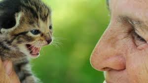 Analisis kalimat berdasarkan fungsi (spok) oleh yuliantoedi. Kucing Paham Perasaan Anda Bbc News Indonesia