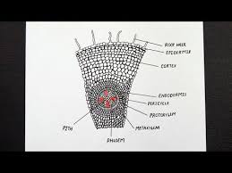 Diagram Of Dicot Root Labelled Diagram Of Dicot Root Class 11 Biology Youtube In 2020 Biology Diagrams Diagram Biology
