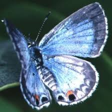 Miami Blue Butterfly Species Blue Butterfly Endangered Species