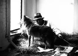 I like america and america likes me (performance, 1974) of article joseph beuys: When Joseph Beuys Locked Himself In A Room With A Live Coyote Artsy