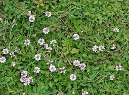 Image result for Lippia
