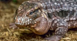 argentine black and white tegu care petcoach