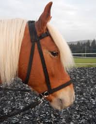 Das sabro barock hackamore hat längst nicht die hebelwirkung von einigen westernmodellen. Gebisslos Reiten Sidepull Gebisslose Zaumung