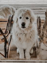 Maybe you would like to learn more about one of these? Heritage Pines Farm Koda
