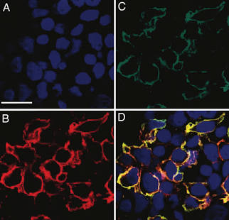 293T Membrane Receptor Expression Profiling, AI generated