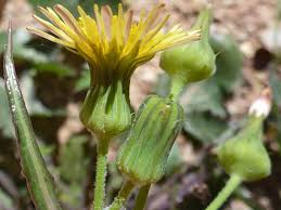 Image result for Sonchus oleraceus