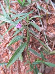 Image result for Afrohybanthus enneaspermus