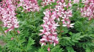 Geyik Otu Girit Otu Nedir Gazel Otu Faydalari Bitki Otlar Girit