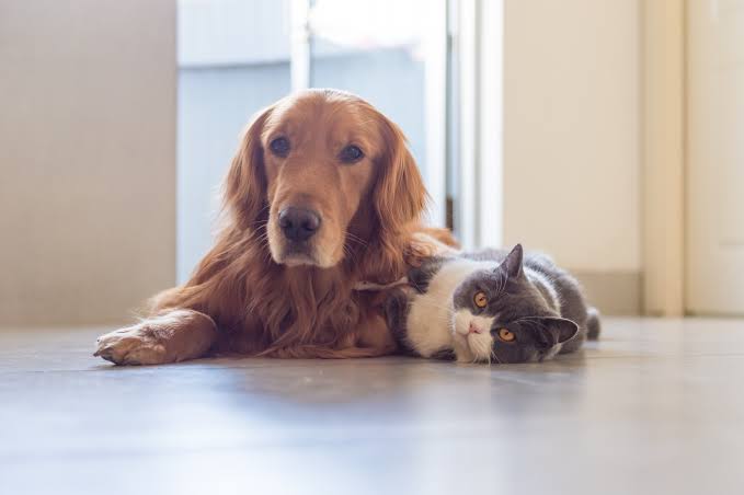 Pet sitting cost: How much should I pay a pet sitter? - Care.com Resources
