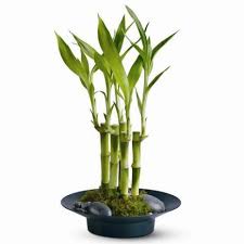 Maybe you would like to learn more about one of these? Send Lucky Bamboo With River Rock To Philippines Lucky Bamboo Plants Lucky Bamboo Bamboo Plants