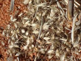 Image result for Schmidtia pappophoroides