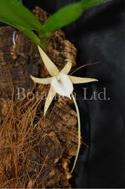 Image result for Angraecum conchiferum