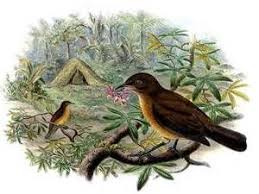 More On Amblyornis Inornata Vogelkop Bowerbird Kus Cardak