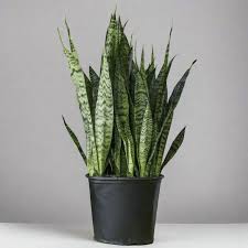 Image result for Sansevieria dooneri