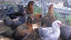 Check spelling or type a new query. Easter Egger Chickens Assorted Egg Colours Youtube