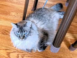 Discover our bengal kittens & cats that are currently for sale. Ragdoll Cat For Adoption In Stow Ohio All Supplies Included Adopt Belle