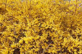 A flowering shrub, yellow forsythia branches can be cut in midwinter and forced into bloom indoors. 5 Tips For Pruning Forsythia Gardener S Path