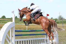 😍🤪🦄 while part of the team is at show the other part is getting ready for next week 💪🙌 so so happy shows finally going on again 🐎 cardozo, 8y old superstar 🚀🌟. Springreiten Lernen