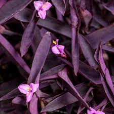 Image result for Tradescantia