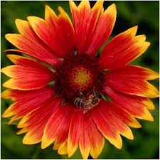 Blanket Flower Seeds Gaillardia Aristata Flower Seeds Perennial Flowering Plants Beautiful Flowers