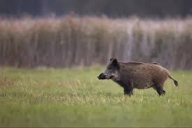 Maybe you would like to learn more about one of these? Hunting Wild Boar In California Pew Pew Tactical