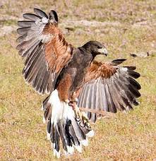 Center for birds of prey. San Diego Fruit Growers Use Falcons As Pest Control San Diego Reader