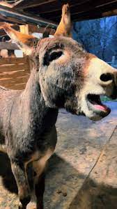 Petey the Seeing Eye Donkey Guides Luna the Blind Horse | TikTok