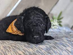 Check spelling or type a new query. Goldendoodle Breeders Near Pasadena California