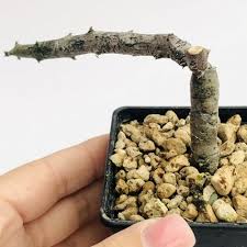 Image result for Ceropegia cimiciodora