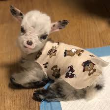 Baby Animals This Little Goat Is Too Cute Photo By Facebook