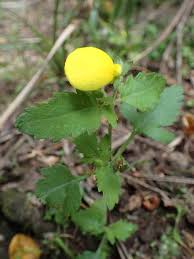 Image result for Calceolaria tripartita