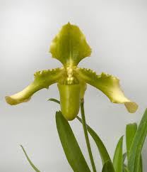 Image result for Hirpicium