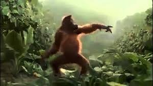 Monkey Dance Funny Video Monkey Dance Funny Gif Orangutang