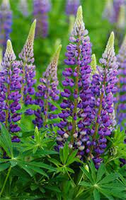 If you are looking for flowers, perennial plants are the most varied group that any gardener could wish. Growing Russell Lupins How To Care For Russell Lupins Plants