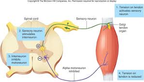 Atlas Of Neuroanatomy For Communication Science And Disorders Internal Capsule Motor Neuron Neurons