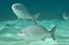 Kyphosus Cornelii Western Buffalo Bream Reeflifesurvey Com