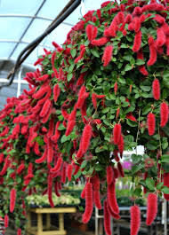 Keep the orchids in their permanent pots, and nestle the pots between greenery you plant in the window box as a filler. Top 5 Hanging Baskets For Shade Fairview Garden Center