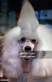 220 Toy Poodle Show Stock Photos, High-Res Pictures, and Images