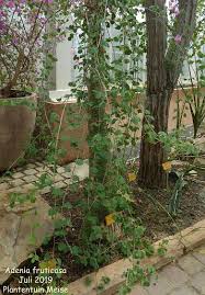 Image result for Adenia fruticosa