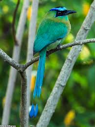 Birds Of Eastern Pa Lesson S Motmot Formerly Blue Diademed Motmot Momotus Lessonii S Mx To W Pa Bird Species Pet Birds Beautiful Birds