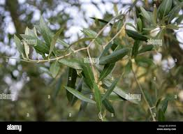 Image result for Oleaceae