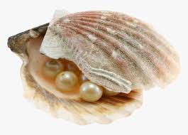 White pearl on clam, earring pearl bracelet necklace, pearl shell transparent background png clipart. Transparent Clam With Pearl Clipart Sea Shells Hd Png Download Kindpng