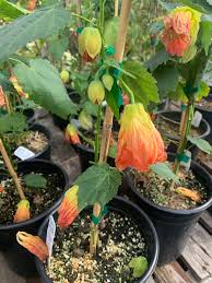 Image result for Abutilon sp.no.1