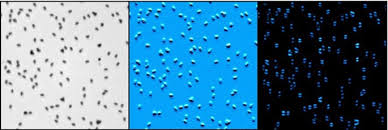Pixel experience 9 pie rom + electra blue kernel. Probing Roto Translational Diffusion Of Small Anisotropic Colloidal Particles With A Bright Field Microscope Springerlink
