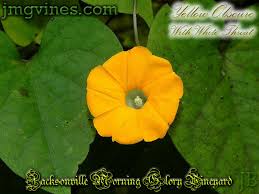 Image result for Ipomoea obscura