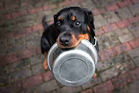 Is freeze dried food really that expensive? Freeze Dried Dog Food The Pros And Cons Great Pet Care