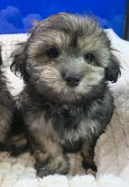 It's a small dog, at about 10 inches tall and 5 to 16 pounds weight. Maltese Shihtzu X Poodle Fins Fangs N Feathers Nowra Facebook