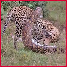 Python Constricts Leopard As It Fights Back! | Facebook